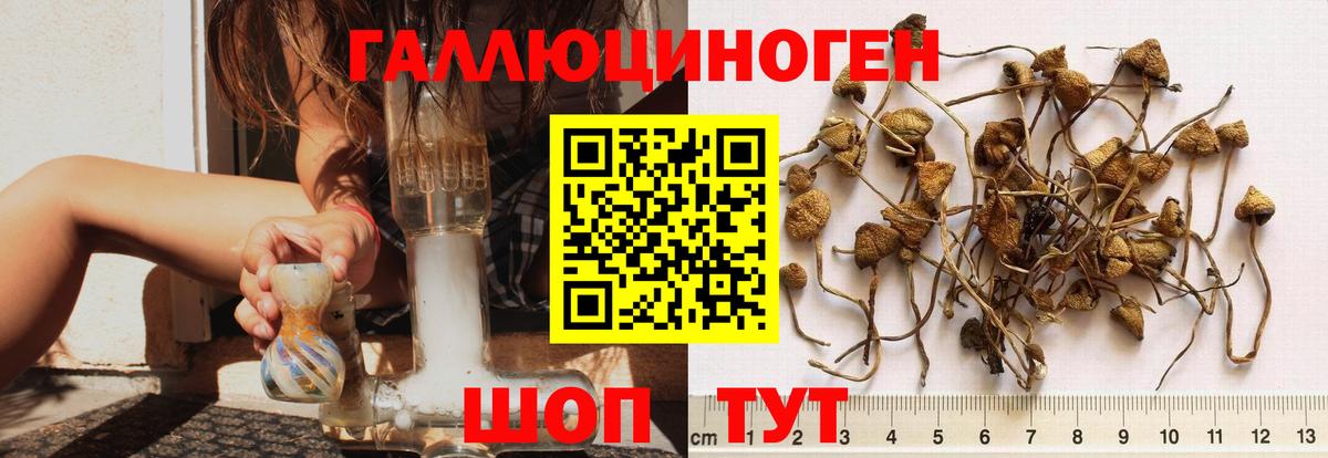 Псилоцибиновые грибы мицелий  Вход с VPN  Галлюциногенные грибы Psilocybine cubensis  Шебекино 